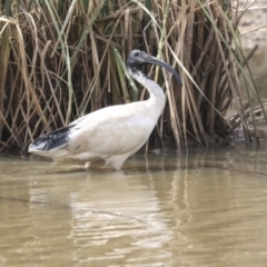 Threskiornis molucca (Australian White Ibis) at Franklin, ACT - 31 Dec 2019 by AlisonMilton
