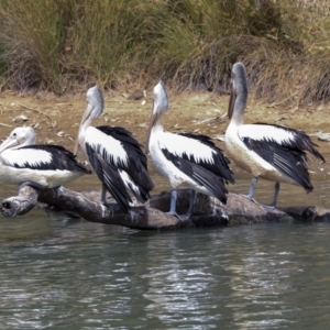 Pelecanus conspicillatus at Franklin, ACT - 31 Dec 2019 09:25 AM