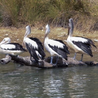 Pelecanus conspicillatus (Australian Pelican) at Gungaderra Creek Ponds - 30 Dec 2019 by Alison Milton