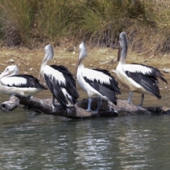 Pelecanus conspicillatus (Australian Pelican) at Gungaderra Creek Ponds - 30 Dec 2019 by Alison Milton