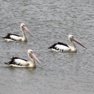 Pelecanus conspicillatus at Franklin, ACT - 31 Dec 2019