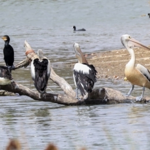 Pelecanus conspicillatus at Franklin, ACT - 31 Dec 2019 09:25 AM