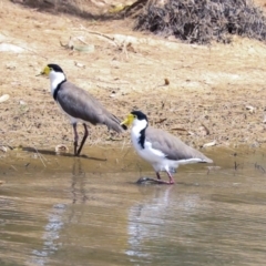 Vanellus miles (Masked Lapwing) at Franklin, ACT - 31 Dec 2019 by AlisonMilton