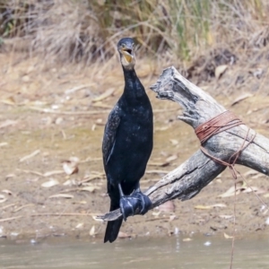 Phalacrocorax carbo at Franklin, ACT - 31 Dec 2019