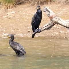 Phalacrocorax carbo at Franklin, ACT - 31 Dec 2019