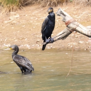 Phalacrocorax carbo at Franklin, ACT - 31 Dec 2019 09:36 AM