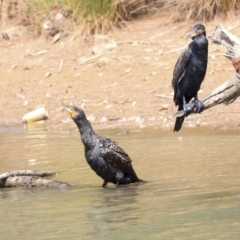 Phalacrocorax carbo at Franklin, ACT - 31 Dec 2019