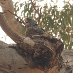 Callocephalon fimbriatum (Gang-gang Cockatoo) at Federal Golf Course - 2 Jan 2020 by JackyF