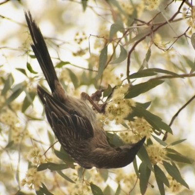 Anthochaera carunculata (Red Wattlebird) at Fowles St. Woodland, Weston - 1 Jan 2020 by AliceH