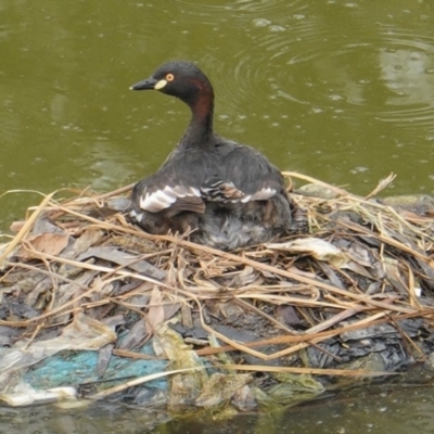 Tachybaptus novaehollandiae (Australasian Grebe) at Red Hill, ACT - 2 Jan 2020 by JackyF