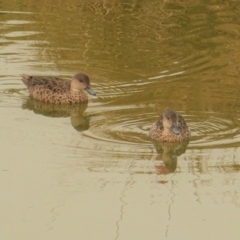 Anas gracilis (Grey Teal) at Federal Golf Course - 2 Jan 2020 by JackyF