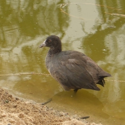 Fulica atra (Eurasian Coot) at Federal Golf Course - 2 Jan 2020 by JackyF