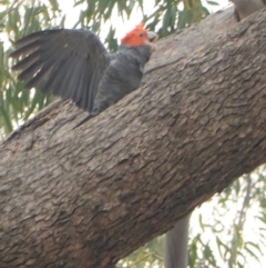 Callocephalon fimbriatum (Gang-gang Cockatoo) at Federal Golf Course - 2 Jan 2020 by JackyF