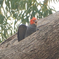 Callocephalon fimbriatum at Garran, ACT - 2 Jan 2020