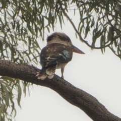 Dacelo novaeguineae (Laughing Kookaburra) at Federal Golf Course - 2 Jan 2020 by JackyF