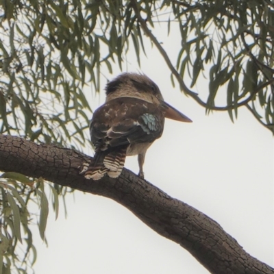 Dacelo novaeguineae (Laughing Kookaburra) at Red Hill to Yarralumla Creek - 2 Jan 2020 by JackyF