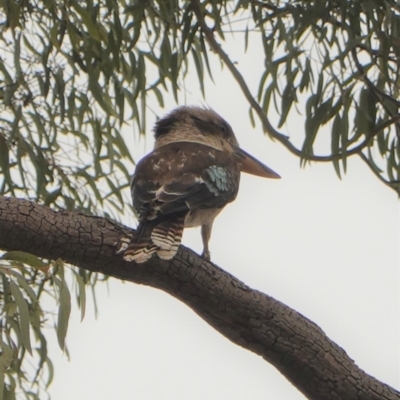 Dacelo novaeguineae (Laughing Kookaburra) at Hughes, ACT - 2 Jan 2020 by JackyF