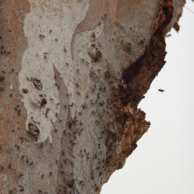Iridomyrmex purpureus (Meat Ant) at Hughes Grassy Woodland - 1 Jan 2020 by JackyF