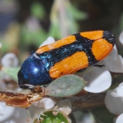 Castiarina skusei (A Jewel Beetle) at Brindabella, NSW - 2 Jan 2020 by Harrisi