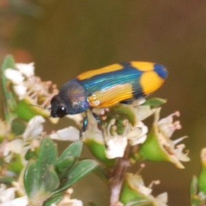 Castiarina skusei at Brindabella, NSW - 2 Jan 2020