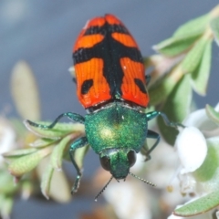 Castiarina scalaris (Scalaris jewel beetle) at Brindabella, NSW - 2 Jan 2020 by Harrisi