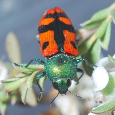Castiarina scalaris (Scalaris jewel beetle) at Brindabella, NSW - 2 Jan 2020 by Harrisi