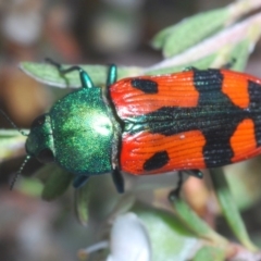 Castiarina scalaris at Brindabella, NSW - 2 Jan 2020