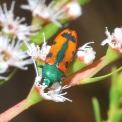 Castiarina scalaris at Brindabella, NSW - 2 Jan 2020