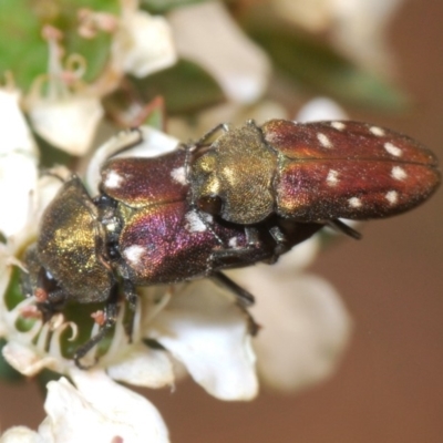 Pachycisseis bicolor (Jewel beetle) at Uriarra, NSW - 2 Jan 2020 by Harrisi