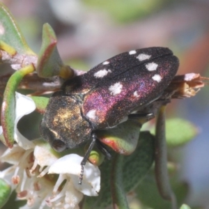 Pachycisseis bicolor at Uriarra, NSW - 2 Jan 2020