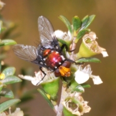 Amenia chrysame (A Blow Fly) at Brindabella, NSW - 2 Jan 2020 by Harrisi