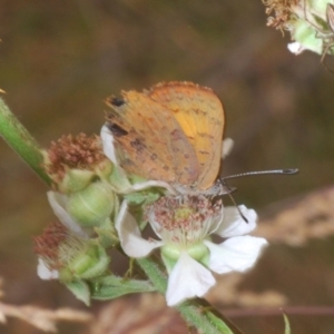 Paralucia aurifera at Brindabella, NSW - 2 Jan 2020