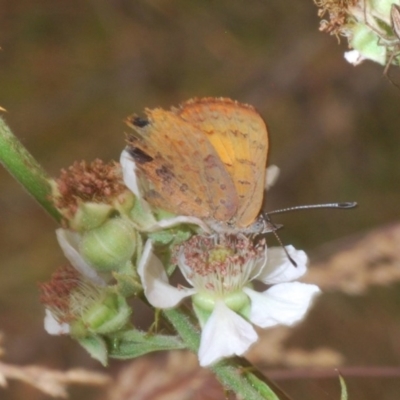 Paralucia aurifera (Bright Copper) at Bimberi Nature Reserve - 2 Jan 2020 by Harrisi