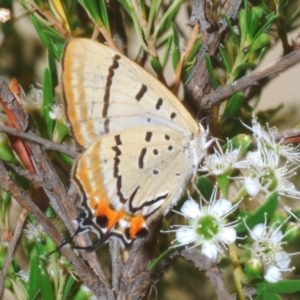 Jalmenus evagoras at Uriarra, NSW - 2 Jan 2020