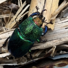 Lamprima aurata (Golden stag beetle) at QPRC LGA - 31 Dec 2019 by Whirlwind