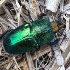 Lamprima aurata at Sutton, NSW - 31 Dec 2019