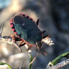 Notius depressus (Shield bug) at QPRC LGA - 30 Oct 2018 by Whirlwind