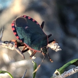 Notius depressus at Sutton, NSW - 30 Oct 2018