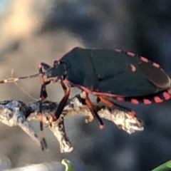 Notius depressus at Sutton, NSW - 30 Oct 2018 04:47 PM