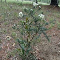 Ozothamnus diosmifolius (Rice Flower, White Dogwood, Sago Bush) at Wingecarribee Local Government Area - 19 Nov 2019 by JanHartog