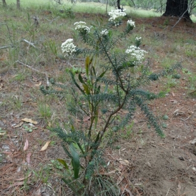 Ozothamnus diosmifolius (Rice Flower, White Dogwood, Sago Bush) at Alpine, NSW - 19 Nov 2019 by JanHartog