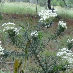 Ozothamnus diosmifolius at Alpine - 20 Nov 2019 12:00 AM