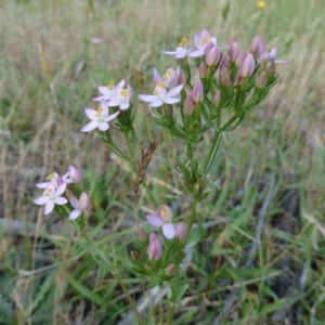 Centaurium sp. at Alpine, NSW - 23 Nov 2017 12:00 AM