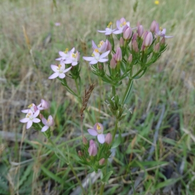 Centaurium sp. (Centaury) at Wingecarribee Local Government Area - 22 Nov 2017 by JanHartog