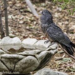 Callocephalon fimbriatum (Gang-gang Cockatoo) at Hughes, ACT - 29 Dec 2019 by JonSteinbeck
