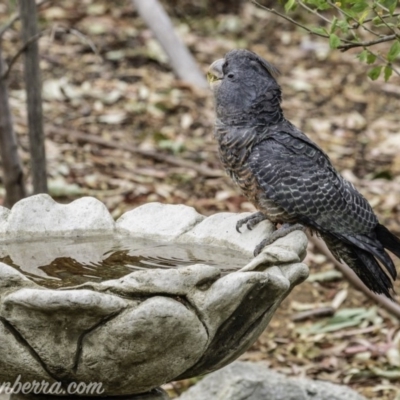 Callocephalon fimbriatum (Gang-gang Cockatoo) at Hughes, ACT - 29 Dec 2019 by JonSteinbeck