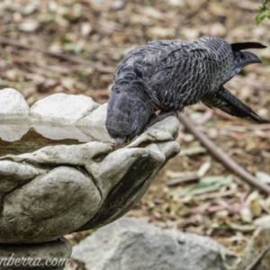 Callocephalon fimbriatum at Hughes, ACT - 29 Dec 2019