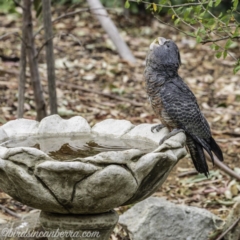 Callocephalon fimbriatum at Hughes, ACT - suppressed