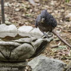 Callocephalon fimbriatum at Hughes, ACT - suppressed