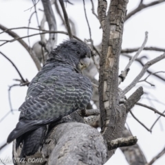 Callocephalon fimbriatum at Hughes, ACT - suppressed